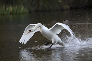 Mute Swan Gallery: Mute Swan - Flapping over Water - Cornwall - UK