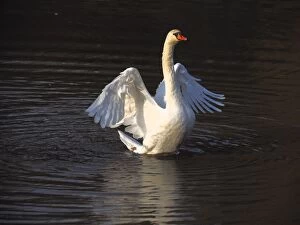 Images Dated 4th November 2014: Mute Swan flapping wings on lake
