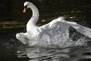 Images Dated 18th October 2005: Mute Swan - flapping wings in water