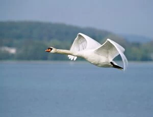 Images Dated 27th June 2008: Mute Swan - in flight