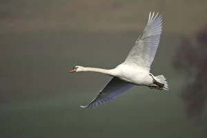 Images Dated 25th November 2004: Mute Swan - In flight Hessen, Germany