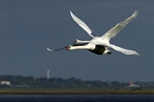 Images Dated 12th September 2005: Mute Swan - in flight. Husum - North Germany