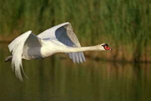 Lakes Collection: Mute Swan - In flight - Native to Eurasia - Introduced to North America