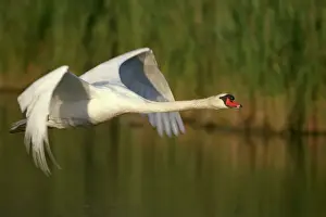 Mute Swan - In flight - Native to Eurasia - Introduced to North America and elsewhere - Can weigh up to over 20 pounds - Not actually mute - makes a variety of calls - Wings produce loud hum in flight unlike other swans - Adults if threatened assume