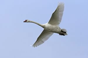 Images Dated 24th November 2004: Mute Swan - In flight against pale blue sky