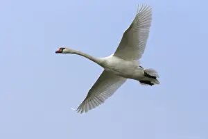 Swan Prints: Mute Swan - In flight against pale blue sky