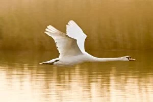 Mute Swan - in flight at sunrise