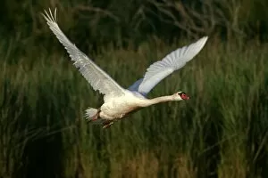 Mute Swan - In flight, wings produce loud hum in flight unlike other swans