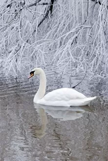 Images Dated 6th December 2010: Mute Swan - in frosty weather