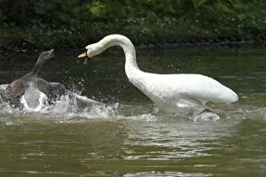 Images Dated 24th May 2010: Mute Swan and Greylag Goose (Anser anser) - fighting on lake - Hessen - Germany