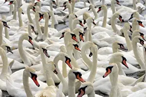 Mute Swan - group in water