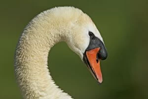 Mute Swan - Head Shot