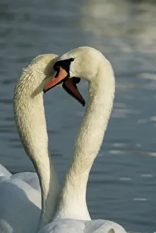 Face To Face Collection: Mute Swan - Two together in a heart shape Slimbridge, Gloucestershire, UK BI006859