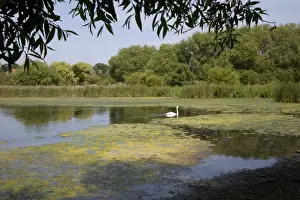 Mute Swan - Hornsea Mere a glacial relict freshwater ake East Riding of Yorkshire UK