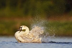 Mute Swan Gallery: Mute Swan - immature - bathing