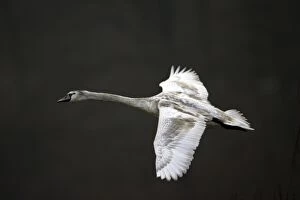 Mute Swan - Immature bird in flight
