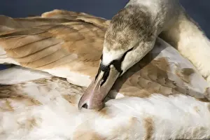Mute Swan Juvenile preening South East England, UK, Europe
