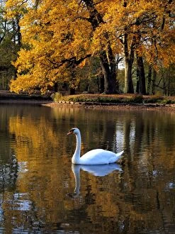 Images Dated 3rd November 2014: Mute Swan on lake Autumn