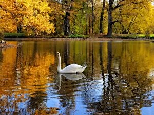 Images Dated 3rd November 2014: Mute Swan on lake Autumn