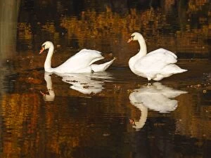 Images Dated 4th November 2014: Mute Swan on lake Autumn