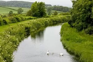 Images Dated 8th July 2008: Mute Swan - Lancaster Canal, near Carnforth, Lancashire - with towpath and very flowery banks