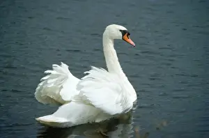 Mute Swan - male in aggressive display