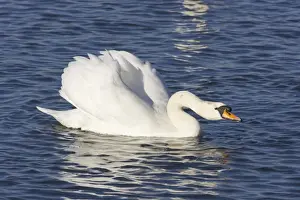 Mute Swan - Male Displaying Cygnus olor Welney WWT, Ouse Washes Norfolk, UK BI015246