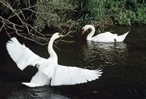 Cobb Prints: Mute Swan - male displaying to female - UK