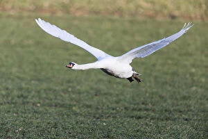 Mute Swan - male in flight, taking off from field, North Hessen, Germany Date: 11-Feb-19