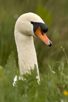 Mute Swan Gallery: Mute swan - male, sitting in grass - Norfolk, UK