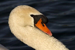 Mute swan - male, swimming in a lake - Norfolk, UK