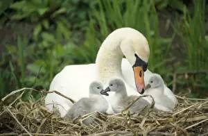 Swan Prints: Mute Swan - mother & cygnets UK