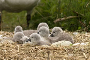 Nesting Gallery: Mute swan - new born cygnets - Norfolk, UK