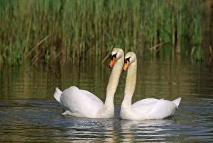 Images Dated 26th October 2010: Mute Swan - pair