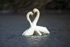 Images Dated 7th April 2010: Mute Swan - pair courtship displaying on lake - Hessen - Germany