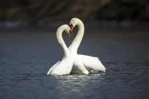Swan Prints: Mute Swan - pair courtship displaying on lake - Hessen - Germany