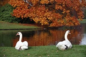 Images Dated 1st November 2009: Mute Swan - pair at edge of lake