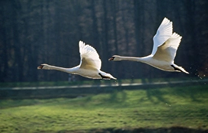 Images Dated 7th August 2008: Mute Swan - pair in flight