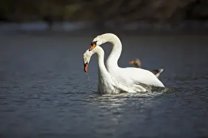 Swan Prints: Mute Swan - pair mating on lake - Hessen - Germany