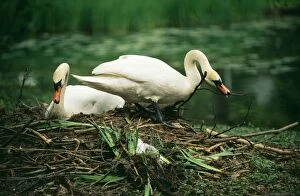 Mute SWAN - pair at nest, with nest material