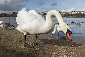 Mute Swan - Par - Cornwall - UK