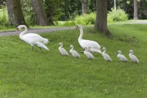 Images Dated 15th June 2012: Mute Swan - parent birds leading cygnets through