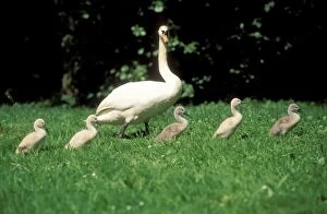 Images Dated 14th May 2004: Mute Swan Parent with cygnets marching to lake