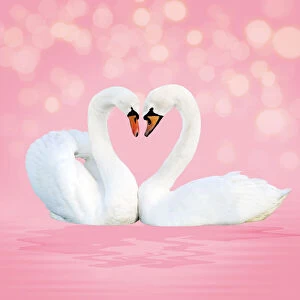 Mute Swan, on pink