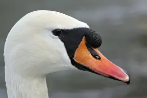 Mute Swan - Portrait of Male. Hessen, Germany