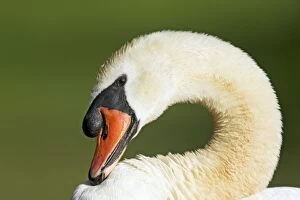 Mute Swan - Preening