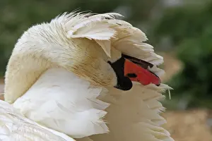 Mute Swan - preening / grooming