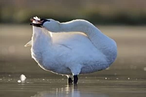 Mute Swan - preening tail feathers