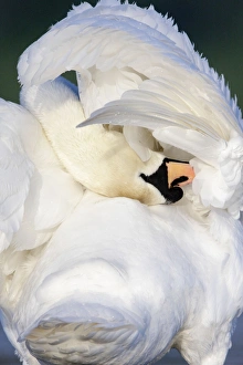 Images Dated 20th April 2009: Mute Swan - preening wing feathers - Cleveland - UK