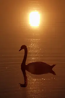 Sympathy Prints: Mute Swan - With reflection of sun and itself in water Lower Saxony, Germany